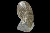 Fossil Ammonite (Placenticeras) - South Dakota #115136-3